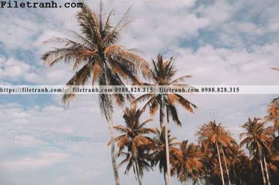 Tải file gốc hinh anh phong canh cay co cay dua ngang 197 (bản PSD) đầy đủ layer