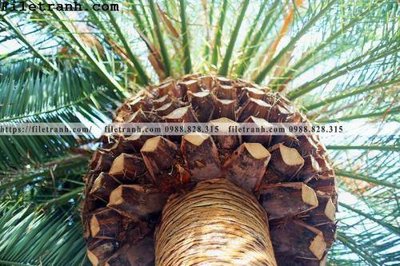 File tranh hinh anh phong canh cay co cay dua ngang 215 (gốc) chủ đề trẻ em