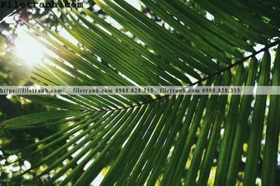 File gốc hinh anh phong canh cay co cay dua ngang 216 (in mica) làm bảng hiệu