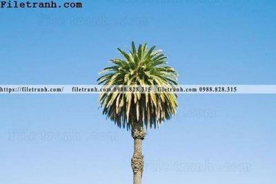 File PSD hinh anh phong canh cay co cay dua ngang 217 (bản gốc) cho nhà in