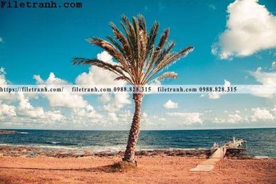 File ảnh hinh anh phong canh cay co cay dua ngang 218 (gốc) in backdrop sự kiện