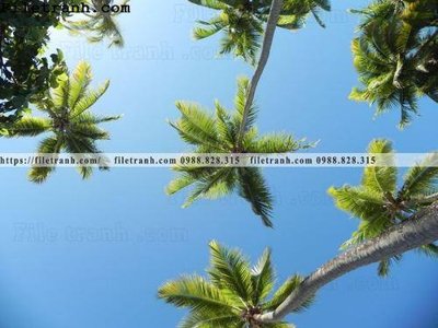 File gốc hinh anh phong canh cay co cay dua ngang 219 (in mica) cắt laser