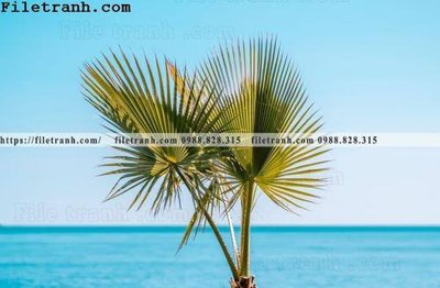 File gốc hinh anh phong canh cay co cay dua ngang 229 (cho in ấn) từ Filetranh.com