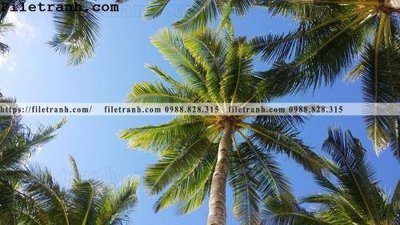 File PSD hinh anh phong canh cay co cay dua ngang 238 (gốc) cho in quảng cáo