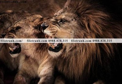 File tranh gốc hinh anh su tu dep 650 (bản quyền) độc đáo