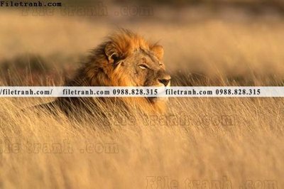 Download file gốc hinh anh su tu dep 652 (in lụa) hoa lá