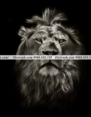 Tải file hinh anh su tu dep 661 (gốc) làm file thiết kế