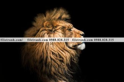 Tải file hinh anh su tu dep 663 (gốc) in trên mọi chất liệu