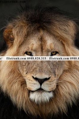 File gốc hinh anh su tu dep 680 (in lụa) hoa văn cổ điển