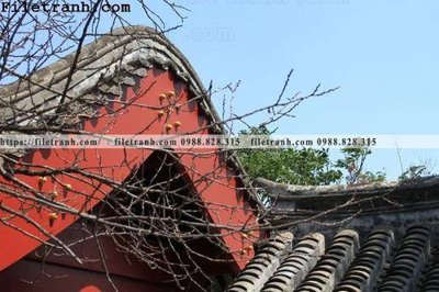 File gốc mai hien cua toa nha co 214 (in tráng gương) hiện đại