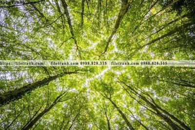 File gốc nhung buc tranh phong canh ngang 797 (in ấn) không giới hạn