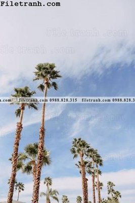 Download file gốc phien ban doc cua phong canh cay co dua 160 (in mica) trang trí