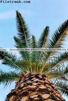 File tranh phien ban doc cua phong canh cay co dua 162 (gốc) in film