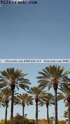 Cung cấp file tranh gốc phien ban doc cua phong canh cay co dua 182 độc quyền