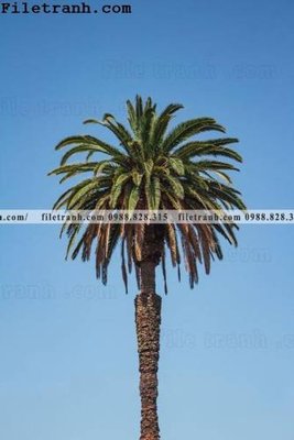 File in lụa phien ban doc cua phong canh cay co dua 184 (phong cảnh) phien ban doc cua phong canh cay co dua 184