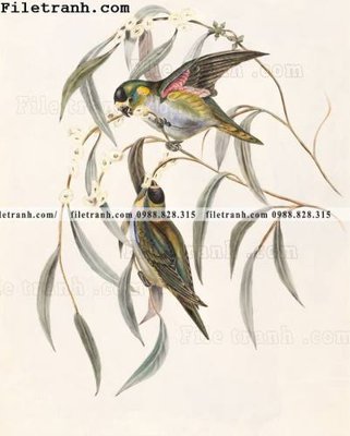 File gốc phong cach My minh hoa co dien 119 (AI/EPS) cho in ấn