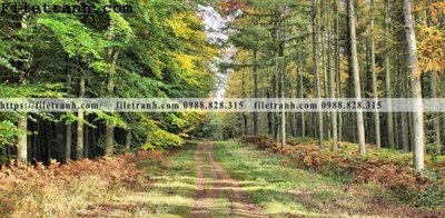 File tranh gốc phong canh cay rung ngang 100 (bản đẹp) độc quyền