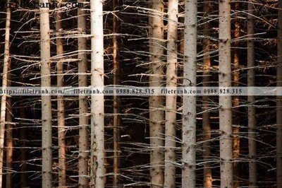 Ảnh gốc phong canh cay rung ngang 101 (nét căng) in mica