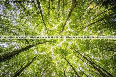 Tải file tranh phong canh cay rung ngang 135 (ảnh gốc) ngay