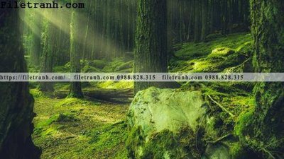 File tranh gốc in trần nhà phong canh cay rung ngang 152 3D