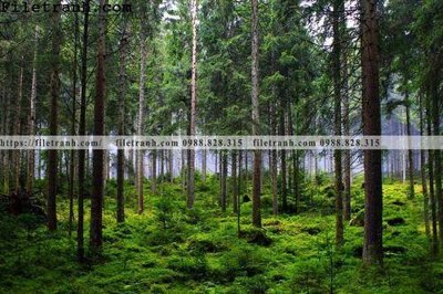 Tải file gốc phong canh cay rung ngang 159 (in khổ lớn) không vỡ