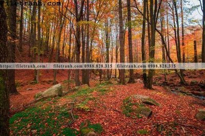 File gốc phong canh cay rung ngang 175 (bản quyền) cho in ấn