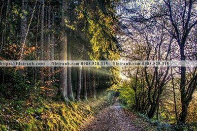 Download file gốc phong canh cay rung ngang 192 (in mica) trong suốt