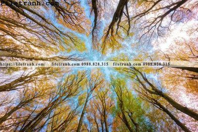 Download file gốc phong canh cay rung ngang 204 (in mica) logo