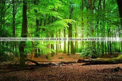 File gốc phong canh cay rung ngang 221 (cho in ấn) từ kho Filetranh