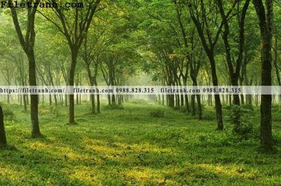 File tranh in mica phong canh cay rung ngang 223 (độ phân giải cao)