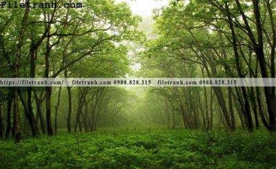 File gốc phong canh cay rung ngang 229 (in mica) làm quà tặng