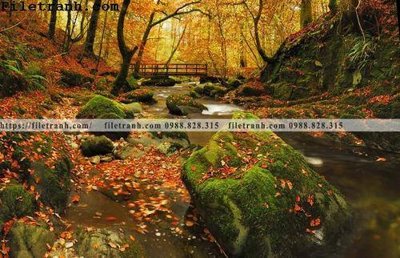 Tải file gốc phong canh cay rung ngang 240 (in khổ lớn) không vỡ