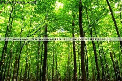 Tải file phong canh cay rung ngang 254 (gốc) chủ đề phong thủy