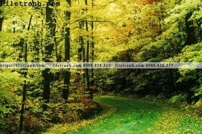 Tải file phong canh cay rung ngang 256 (gốc) để in ấn ngay