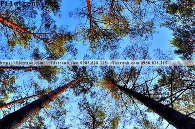 File gốc phong canh cay rung ngang 259 (in lụa) trang trí tường