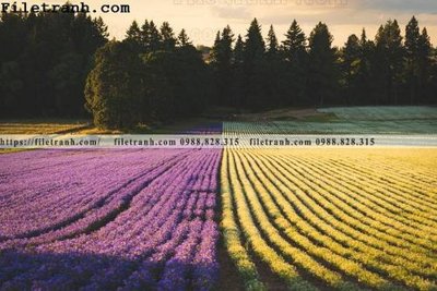 Chi tiết file ảnh phong canh dep 246 sắc nét