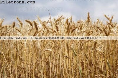 File ảnh phong canh dep 262 (gốc) in Hiflex