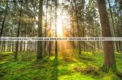 File gốc phong canh rung cay mua thu 509 (PNG) trong suốt (transparent)