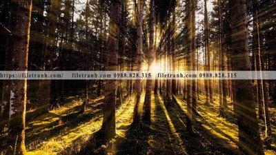 File PSD phong canh rung cay mua thu 525 (gốc) cho designer