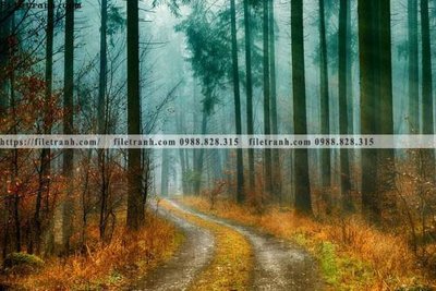 File PSD phong canh rung cay mua thu 526 (gốc) cho in quảng cáo