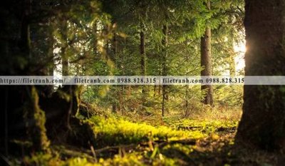 File ảnh phong canh rung cay mua thu 532 (gốc) in biển hiệu