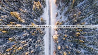 File tranh phong canh rung cay mua thu 538 (bản gốc) trang trí văn phòng