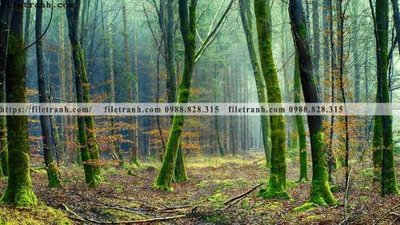 Tải file phong canh rung cay mua thu 543 (gốc) để in ấn ngay