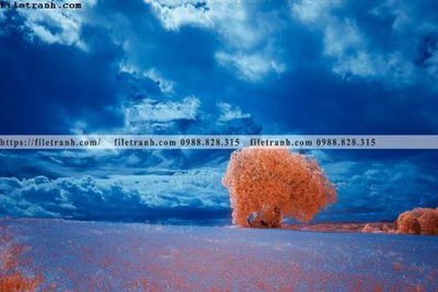 Download file gốc phong canh rung cay mua thu 582 (độ nét cao)