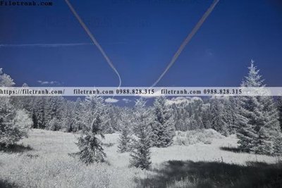 File tranh phong canh rung cay mua thu 585 (bản gốc) in lụa dán tường