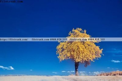 File tranh phong canh rung cay mua thu 586 (bản gốc) trang trí văn phòng