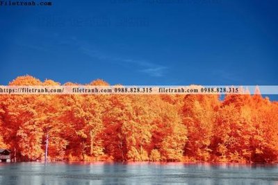 File ảnh phong canh rung cay mua thu 588 (gốc) cho trang trí nhà hàng