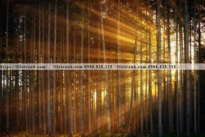 File tranh in mica phong canh rung cay mua thu 627 (độ phân giải cao)