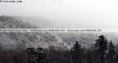 File gốc phong canh rung nui bien 556 (trang trí) phòng làm việc