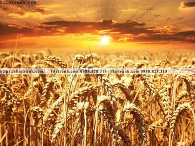 File gốc phong canh rung nui bien 612 (ảnh rõ nét) để in